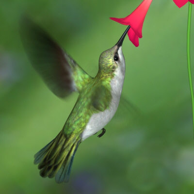 bird humming