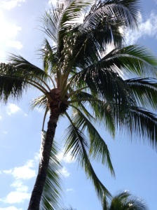Hawaii, Kauai, sun, mystical, palm trees