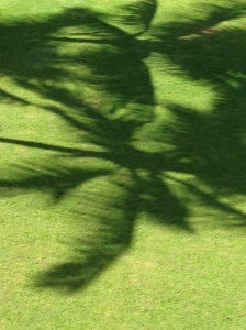 mystial, palm trees, shadow