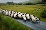 late, train, wedding, sister, brother, herd of sheep