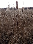 cattails, winter, Great Meadow