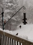 snow, birds, New England, blizzard