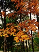 Autumn, fall leaves