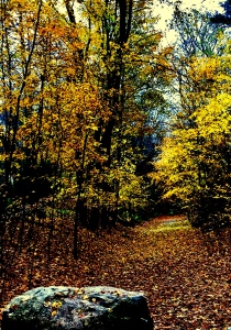 New England woods
