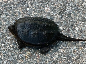 snapping turtle, New England reptiles
