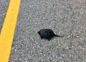 snapping turtle, turtle rescue