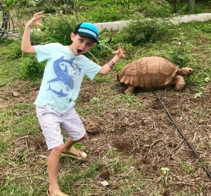 Kauai, Honu, Turtle Sanctuary