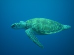 Sea Turtle Diving, Kauai