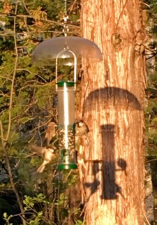 bird feeder, New England birds