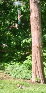 squirrels, bird feeder, New England birds