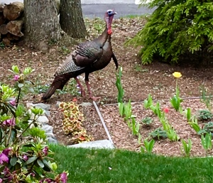 New England turkeys, New England garden