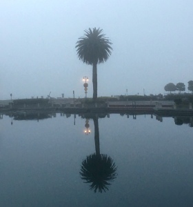 fog, san Francisco bay, palm tree
