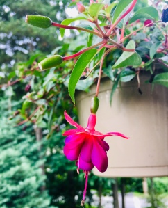 fuscia, flower, hummingbird, poetry