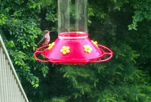 hummingbird, hummingbird feeder, poetry
