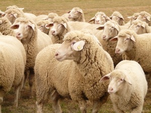sheep, flock of sheep, late