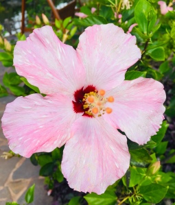 hibiscus, Hawaii, Hawaiian flower, pink