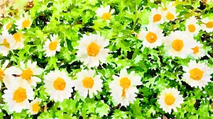 daisy, field of daisies