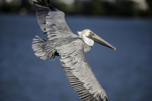https://pixabay.com/photos/pelican-flying-wings-birds-3611850/