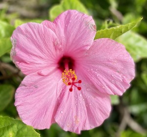 pink, hibiscus, flower