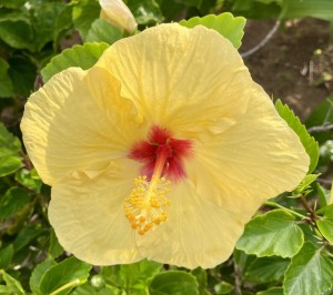 yellow, hibiscus, yellow power, color your world
