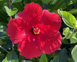 red, hibiscus, color your world